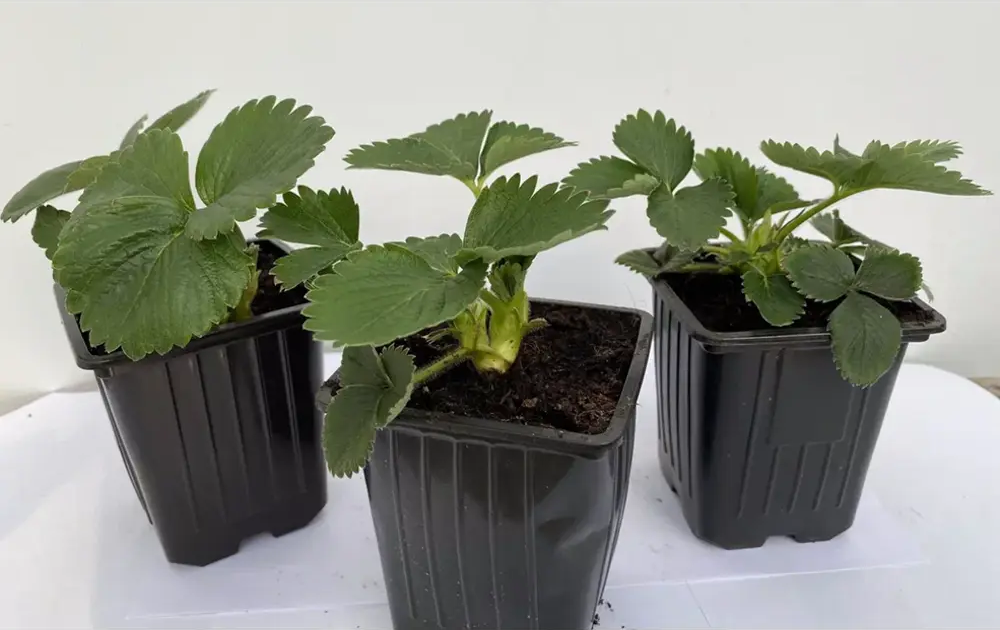 Santreyd Земляника Эви-2: ремонтантный сорт с непрерывным плодоношением 89366458