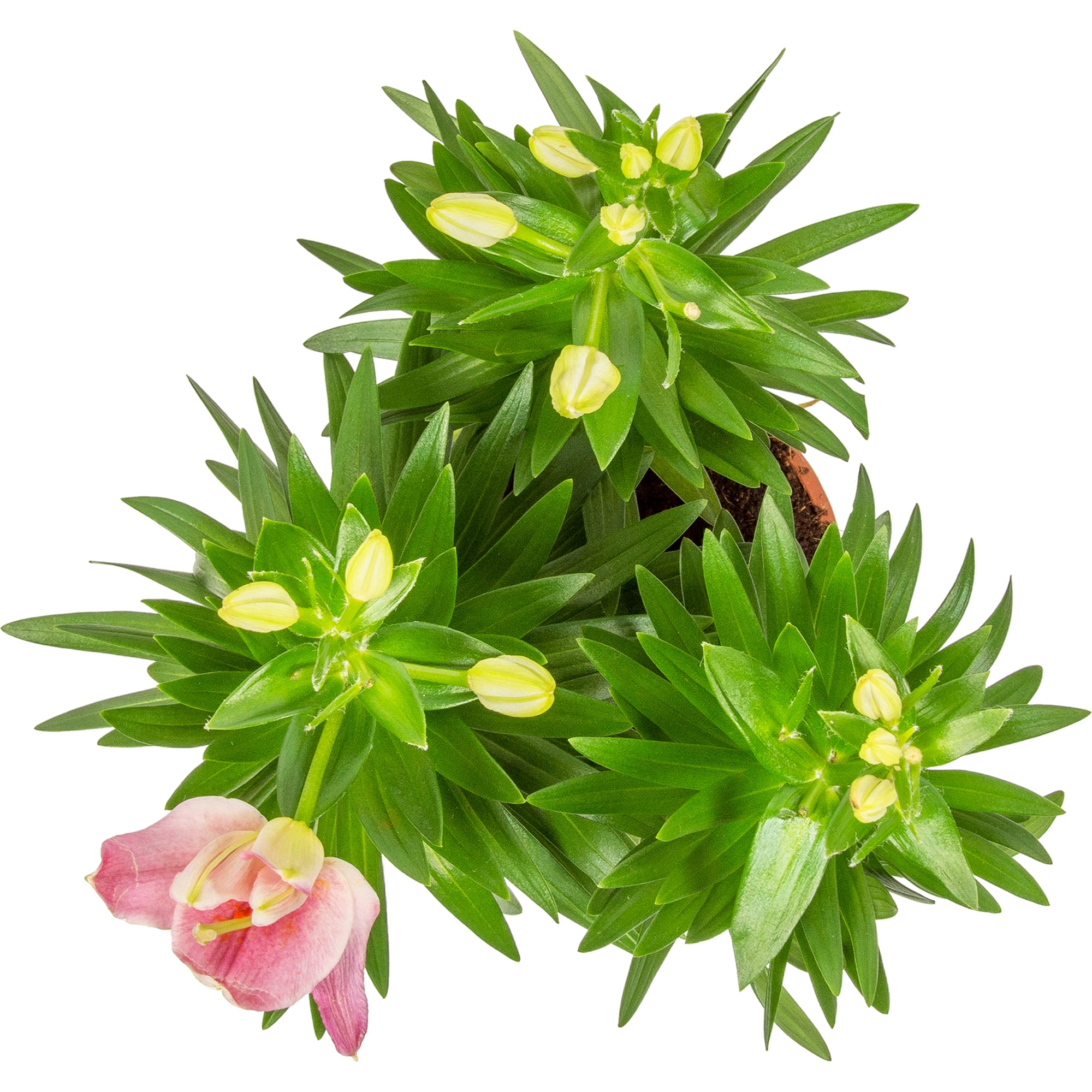 14750494 Лилия Сувенир 13х40 см Santreyd  - Вид №1