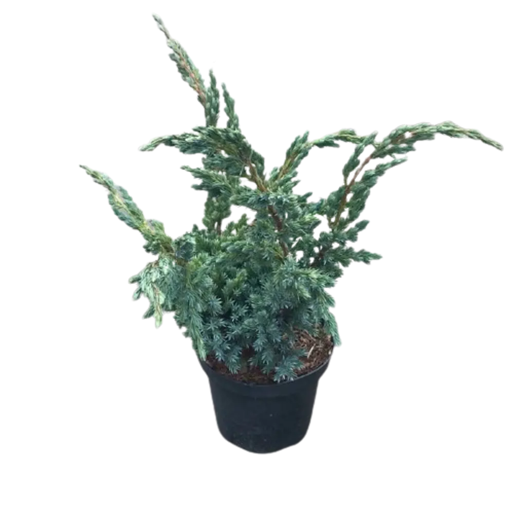 Можжевельник китайский Блю Алпс ø19 h55 см 84834034 STLM-2165937 PLANTMARKET 