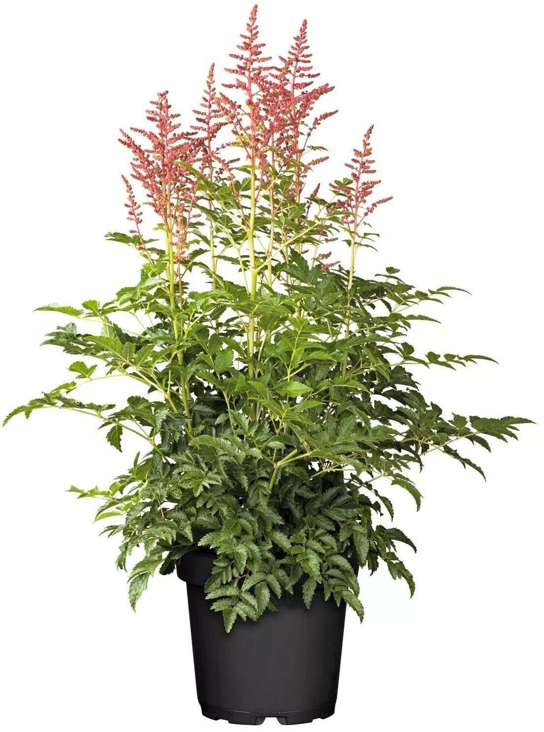 Астильба китайская розовая в горшке 15 см 82585322