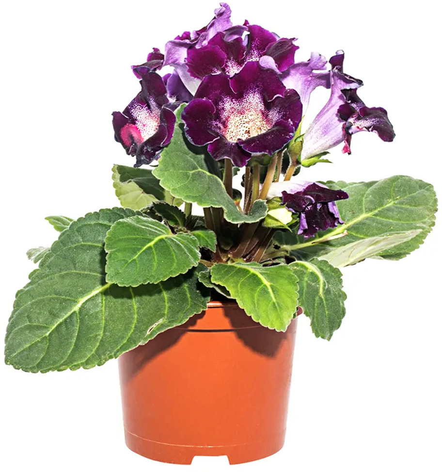 Глоксиния Santreyd — комнатное растение с бархатными цветами 12511350