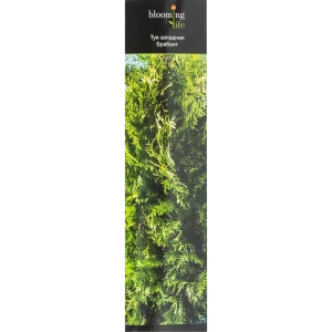 Туя западная Брабант в тубе 82539537 STLM-2105133
