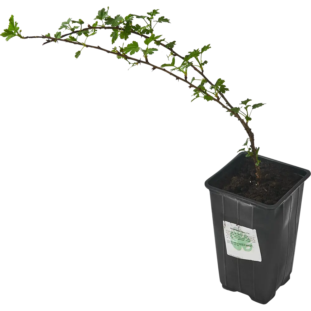 Santreyd Крыжовник микс - плодовый кустарник для сада 87718518 STLM-0075275 - Вид №1