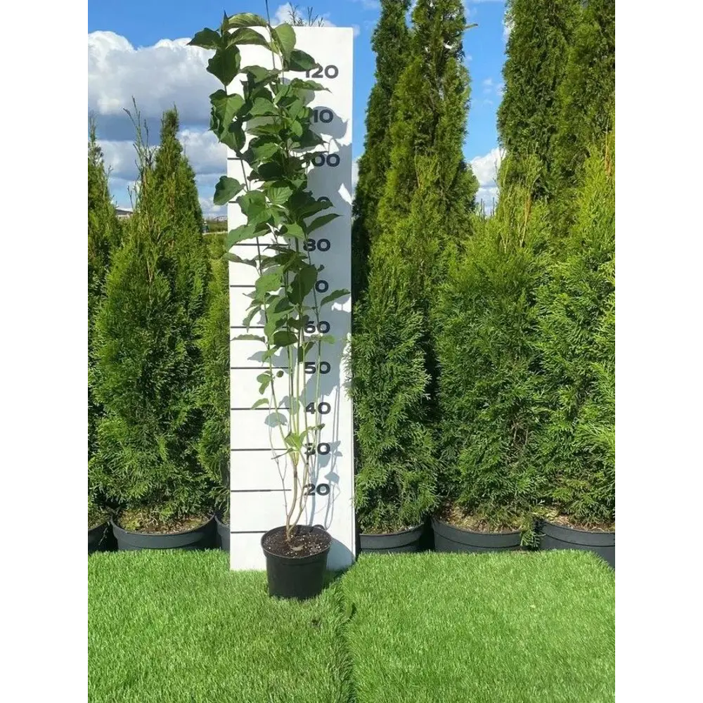 Santreyd Дерен Блю Клауд - декоративный кустарник с голубыми ягодами 89355321 STLM-0949314