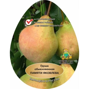 Груша Памяти Яковлева h220 см 83787998 STLM-2006219