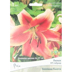 Лилия от-гибрид Холланд Бьюти