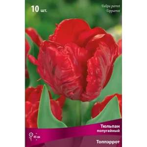 Тюльпан попугайный «Топпэррот в» размер луковицы 11/12, 10 шт. 82666269 STLM-2083381