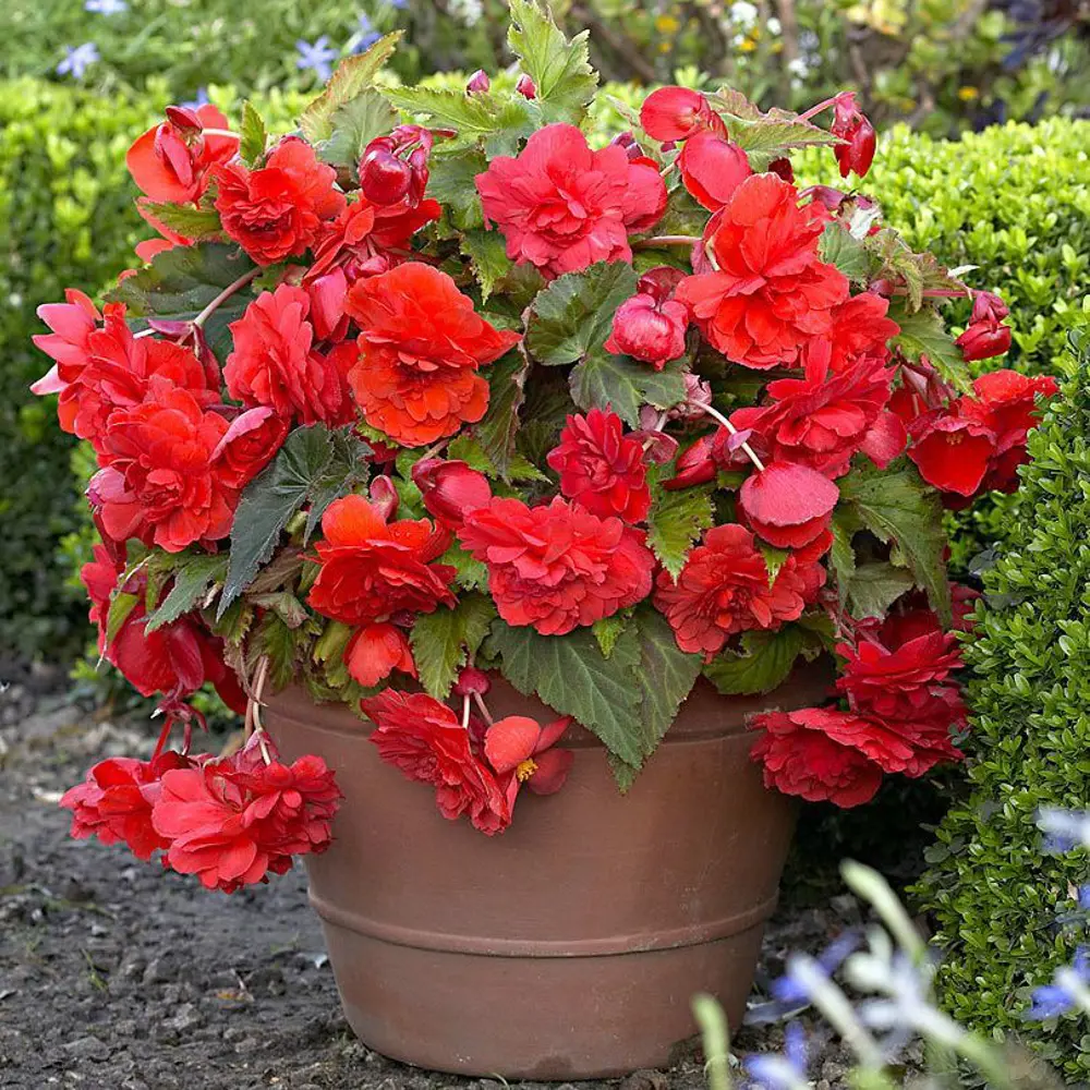 Бегония Geolia «cascade Red», 4х5 см 15548837 STLM-2043100 