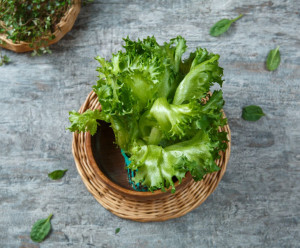 7400 Салат "Айсберг" в горшочке Выращено Рядом (iFarm)