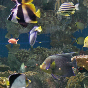 1228/CX38 Картина 0129 Adriani e Rossi