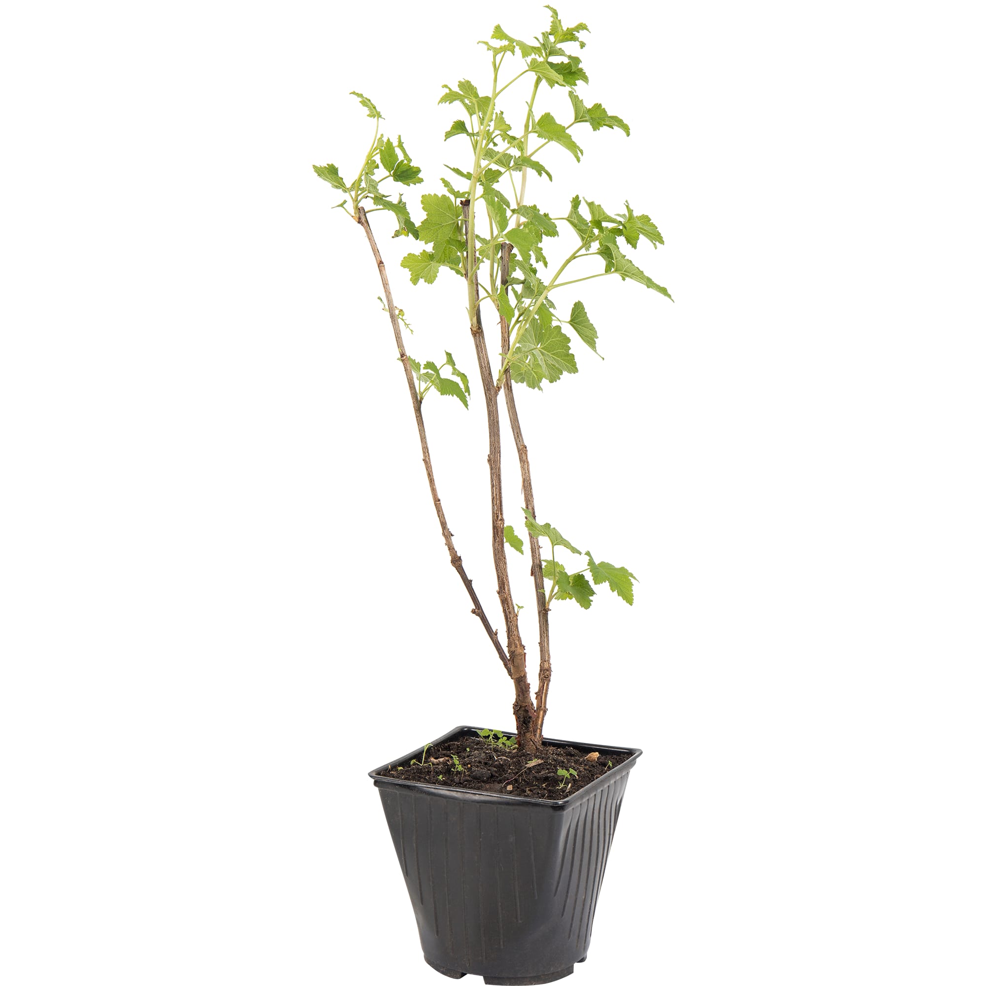 82597126 Смородина красная «Йонкер ван Тетс» C2 высота 40 см Santreyd 