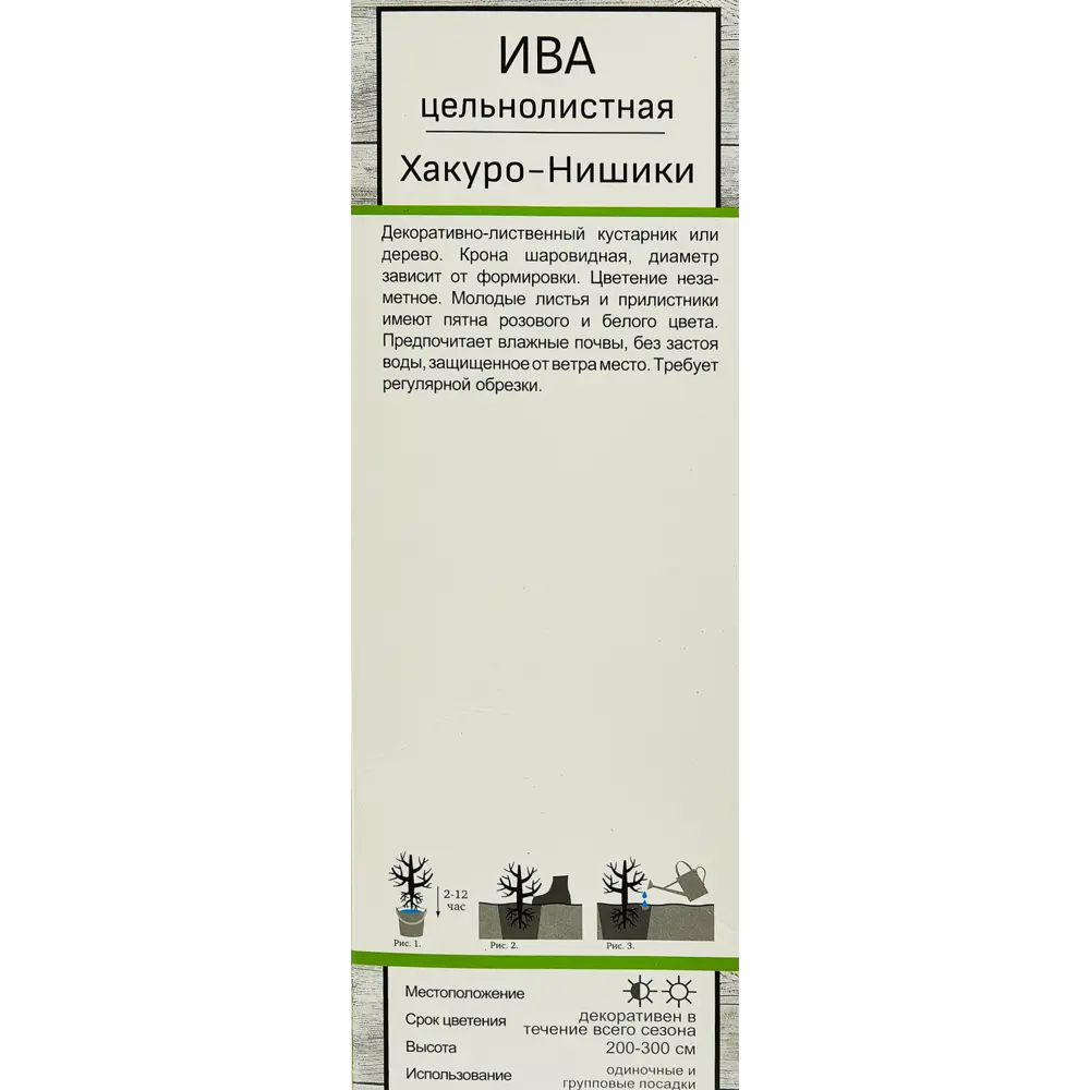 Ива цельнолистная Хакуро-Нишики h35 см 82527664 STLM-2135466 Santreyd  - Вид №2