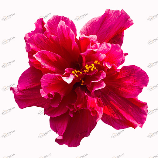 D2-042 Фотообои DIVINO Collection D 2.7х3 м D2042