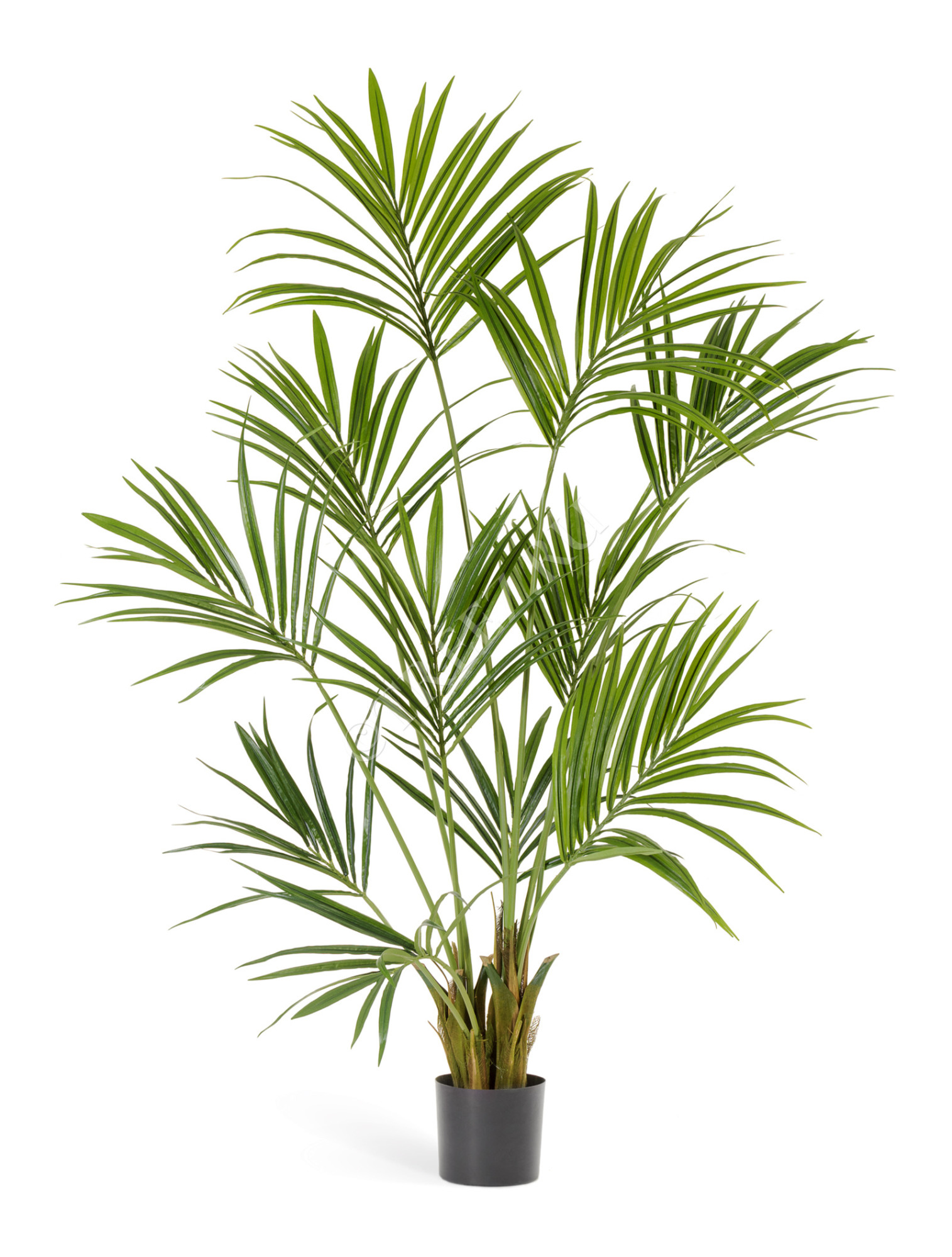 10.1344N Пальма Кентия (Ховея) Цветочная коллекция 