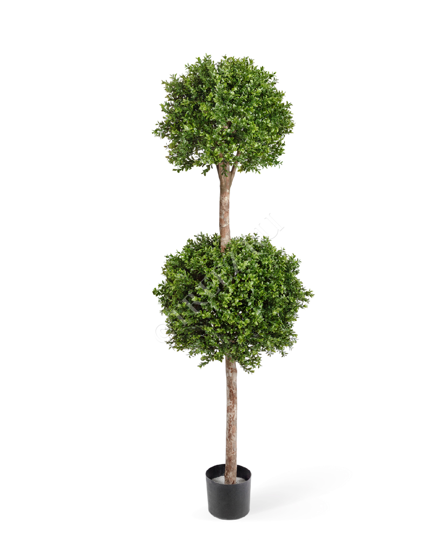 10.43905N Самшит шар Двойной уличный Цветочная коллекция 