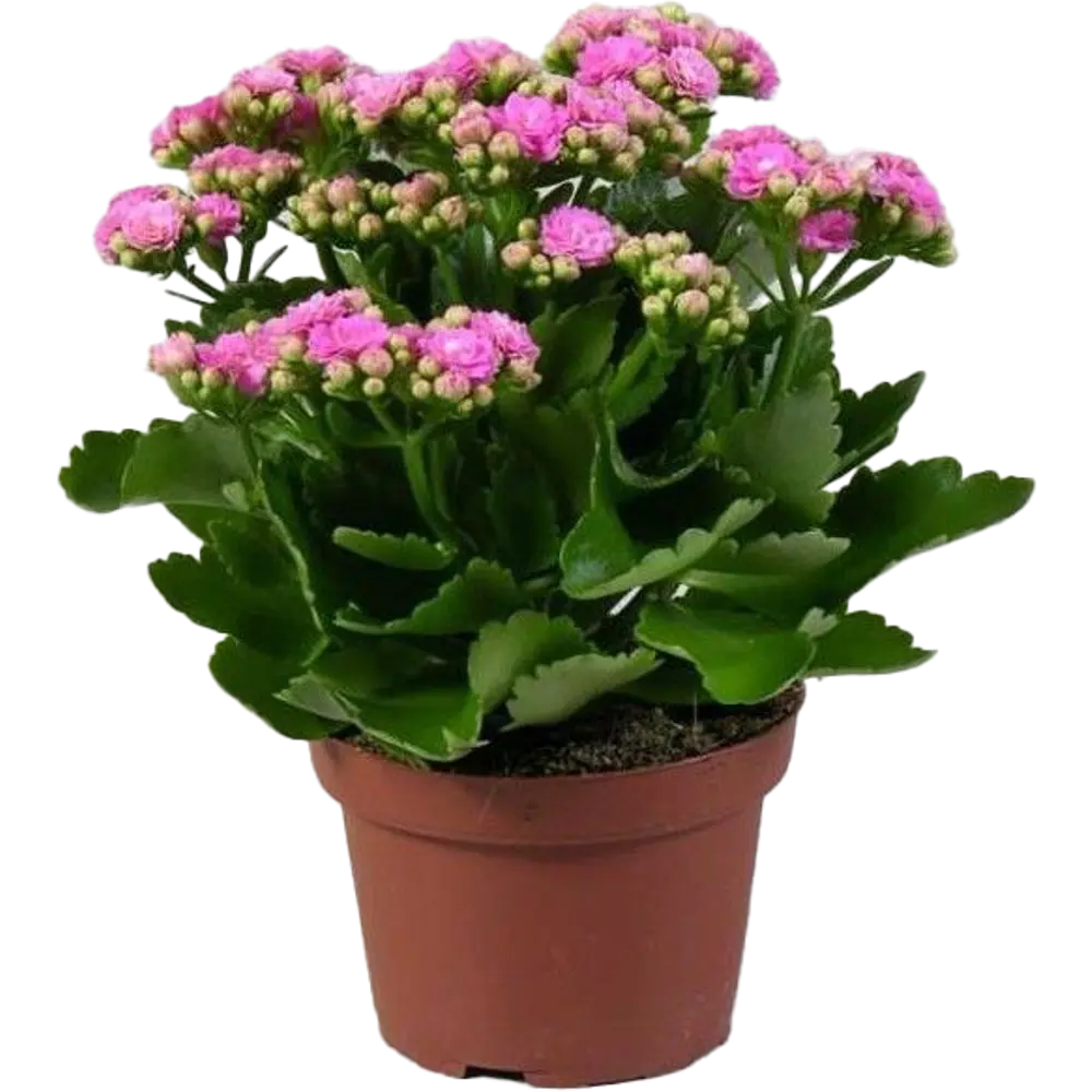 Каланхоэ Розалина микс Santreyd — цветущий суккулент для дома 89352856 STLM-0953940 - Вид №1