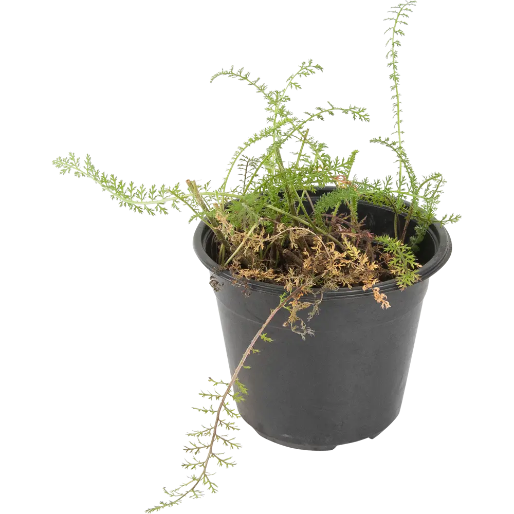 Тысячелистник обыкновенный «Ред Велвет» 14x40 см 82625245 STLM-2098592 PLANTMARKET 