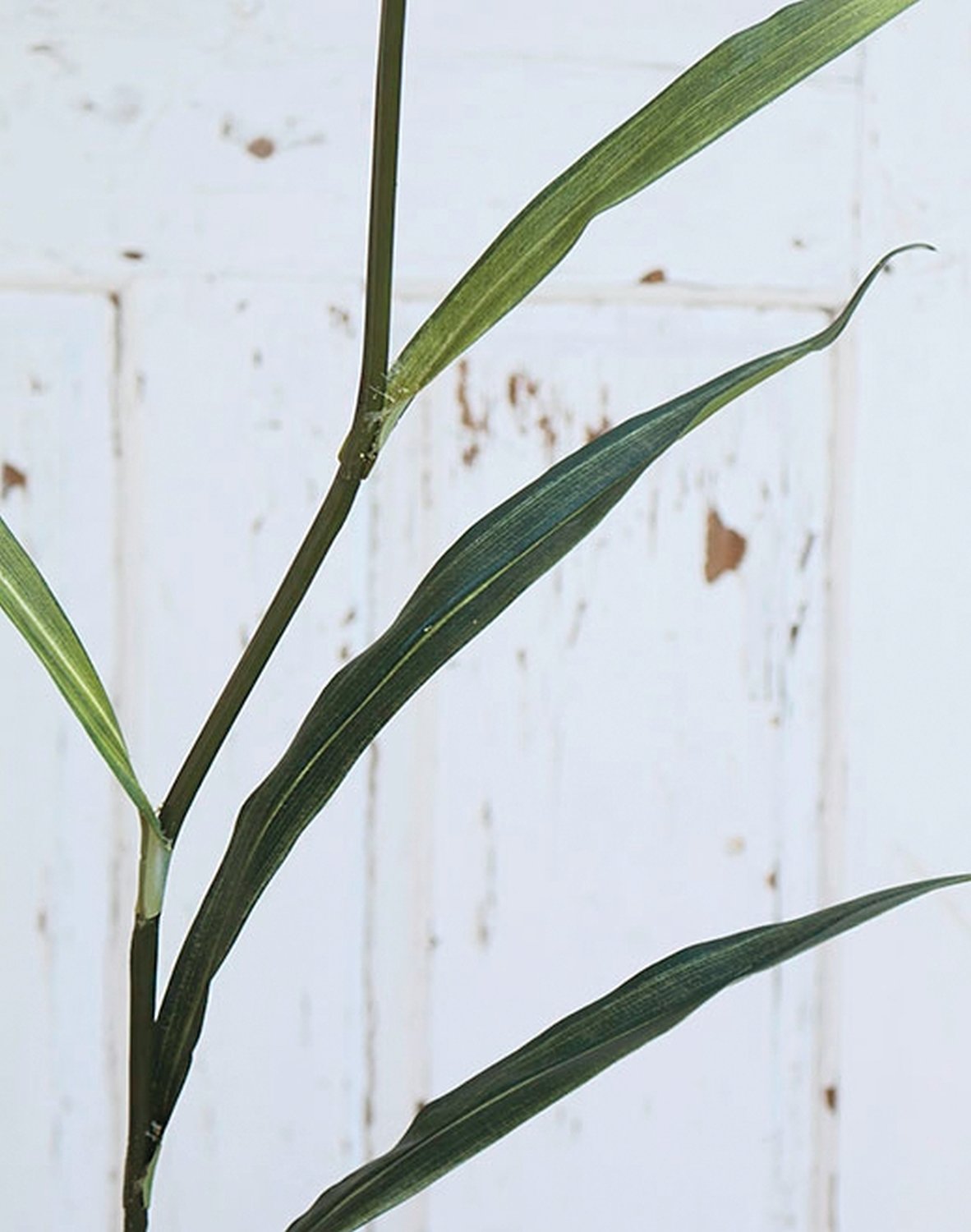 6813 788 a3 Трость искусственная, 160 см, бежево-зеленая H-andreas  - Вид №2