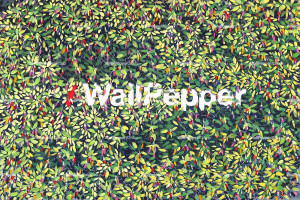 Carta da parati PVC free, eco-friendly, lavabile