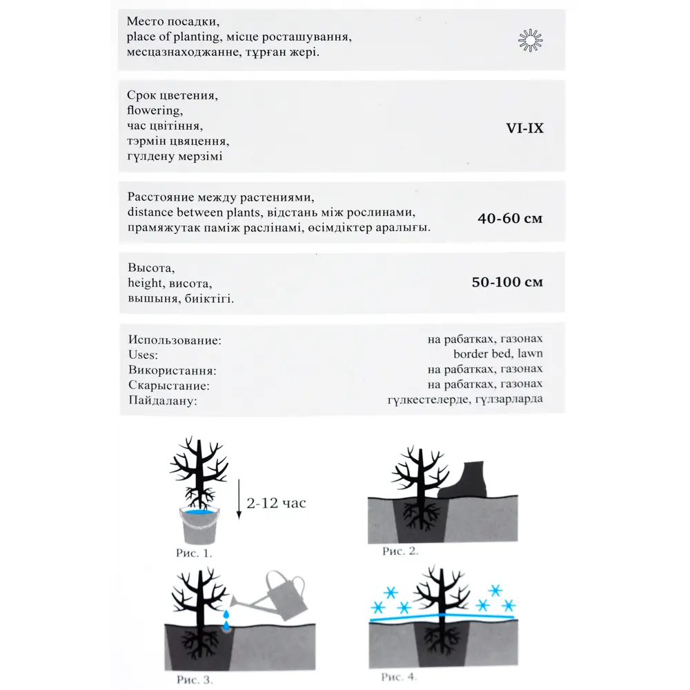 Роза«Флорибунда» эконом, в ассортименте 82009451 STLM-2202469 Santreyd  - Вид №2