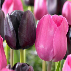 89078581 Тюльпан Дуэт микс луковица 12/, 7 шт.