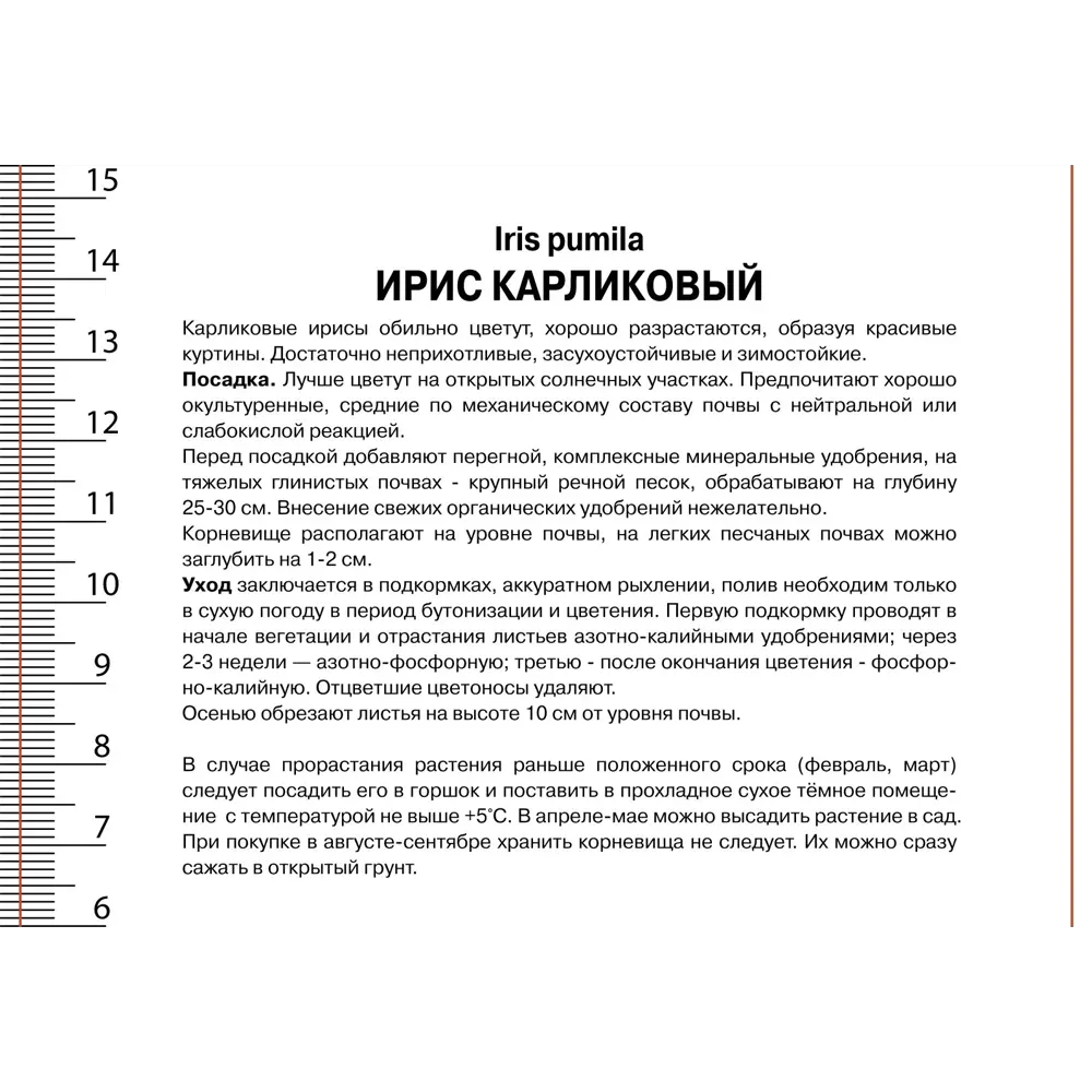 Ирис карликовый Фокус Покус - корневище многолетнего растения 89433508 ПОИСК STLM-1582389 - Вид №2