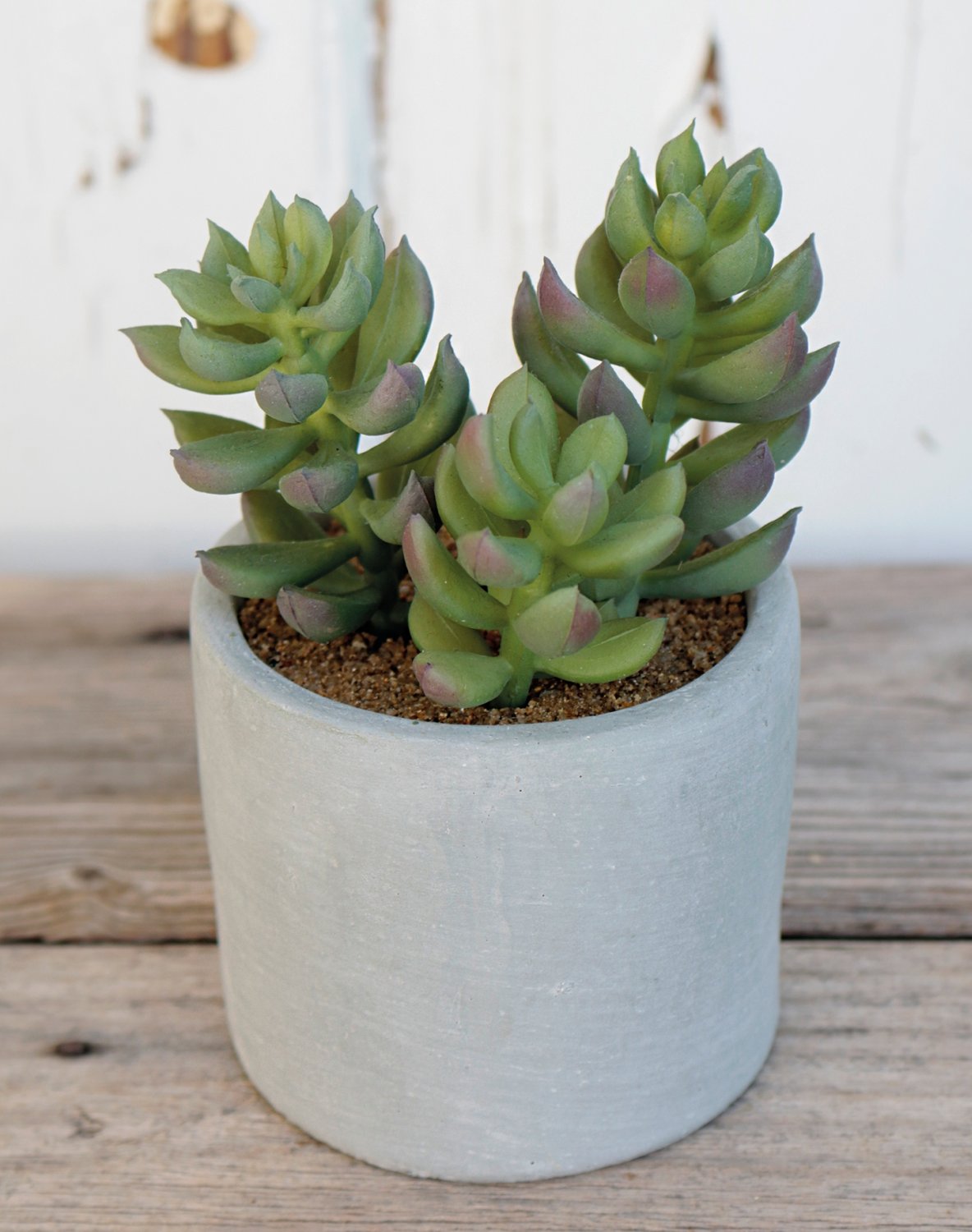 6068 883 a3 Пластиковые суккуленты-микс, в горшках, 3 шт., 10/14/17 см, зеленые H-andreas  - Вид №17