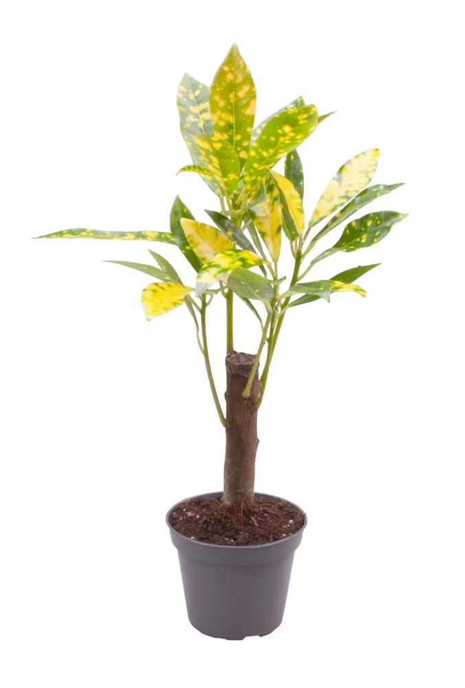 Кодиеум Аукубафолия Santreyd — яркое комнатное растение с пестрой листвой 89375006