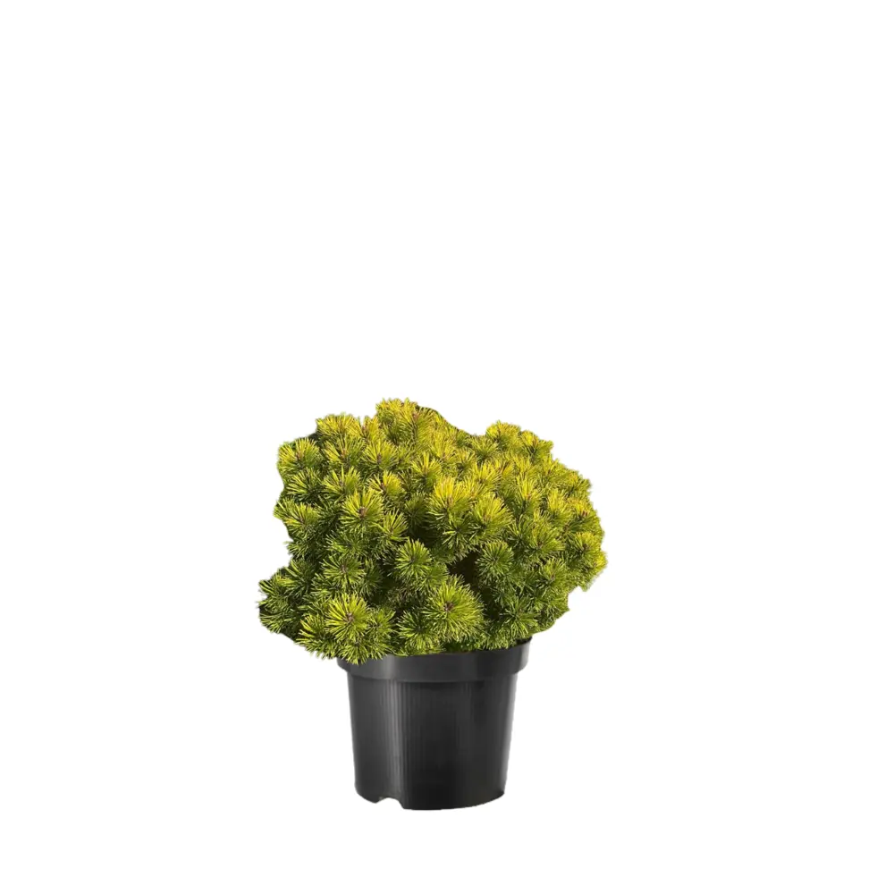 Сосна горная Офир ø44 h88 см Santreyd STLM-2141556