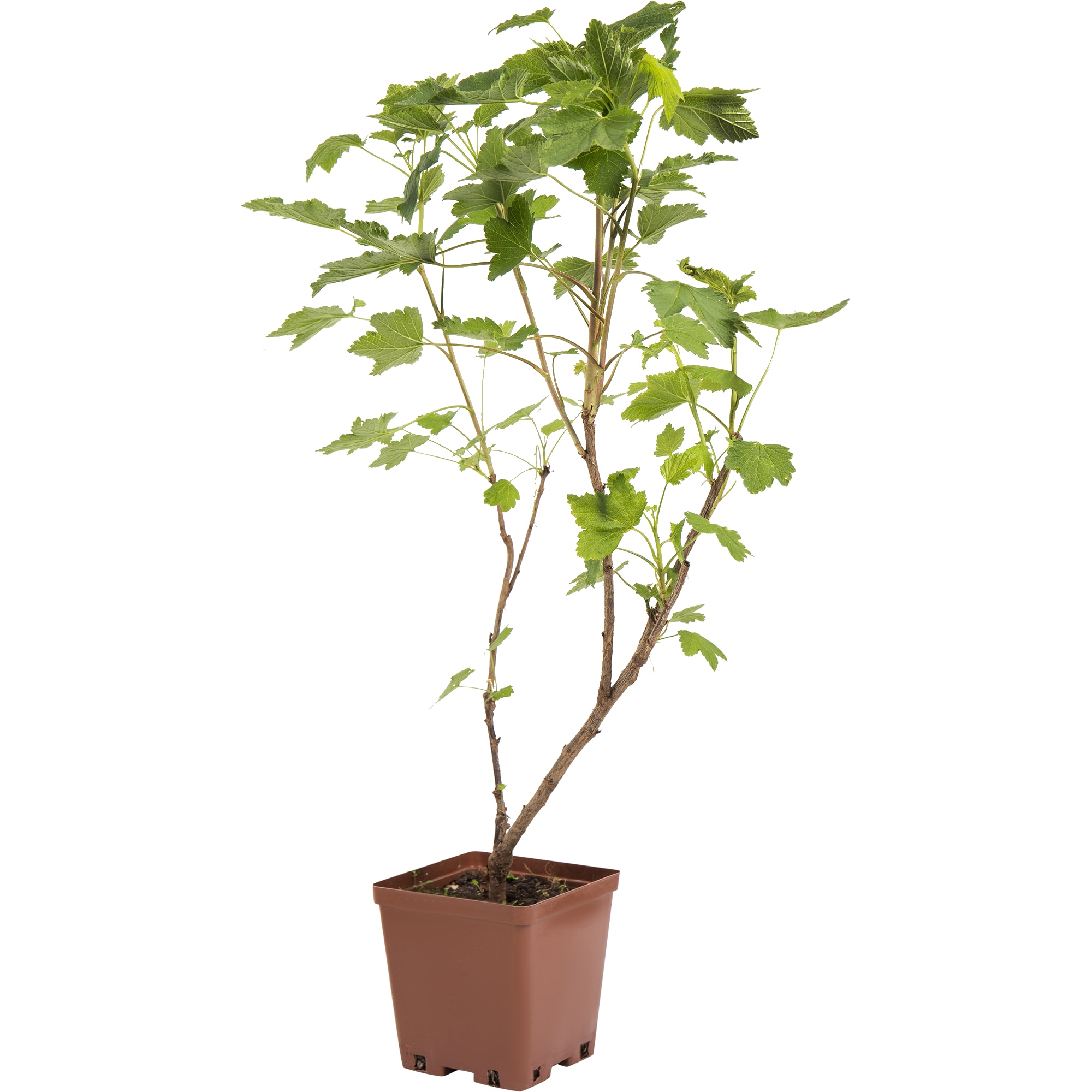 82597128 Смородина красная «Ранняя сладкая» C2 высота 40 см Santreyd 