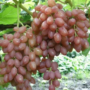 Виноград плодовый Киш-Миш С2 «Лучистый» h50 81954905 STLM-2060544