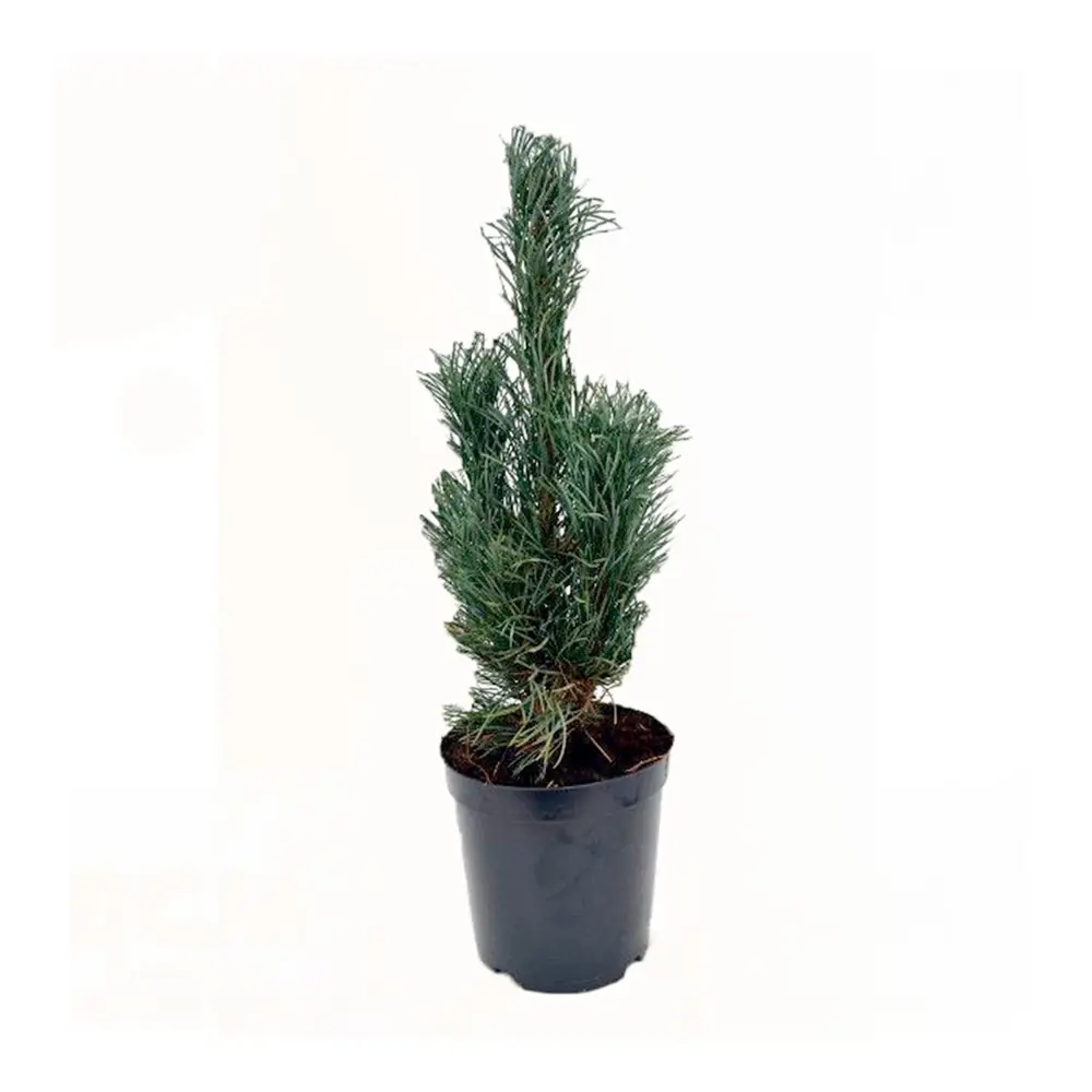 Сосна обыкновенная Фастигиата ø15 h40 см 84834225 STLM-2190359 PLANTMARKET 