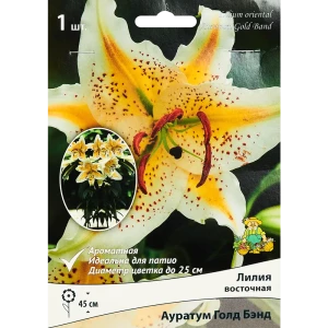 Лилия восточная Ауратум Голд Бэнд,