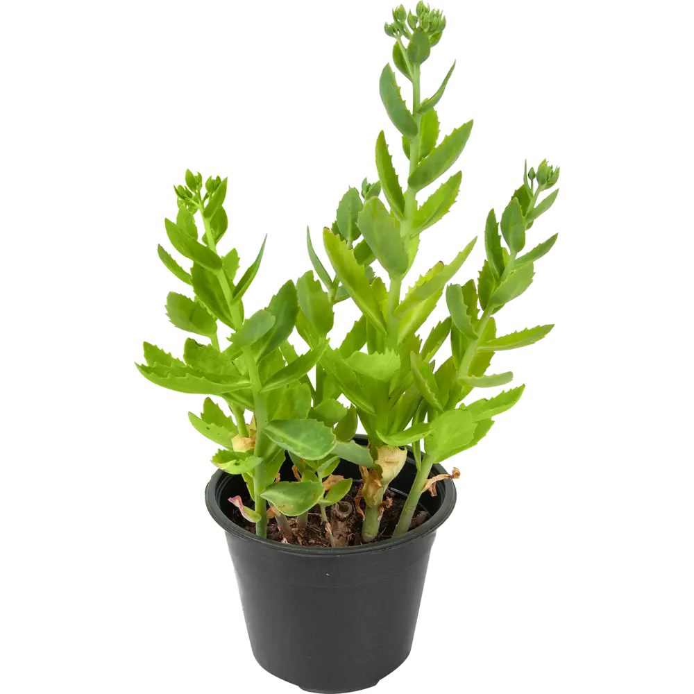 Очиток «Хербстфройде» 14x40 см 82625241 STLM-2027897 PLANTMARKET  - Вид №1