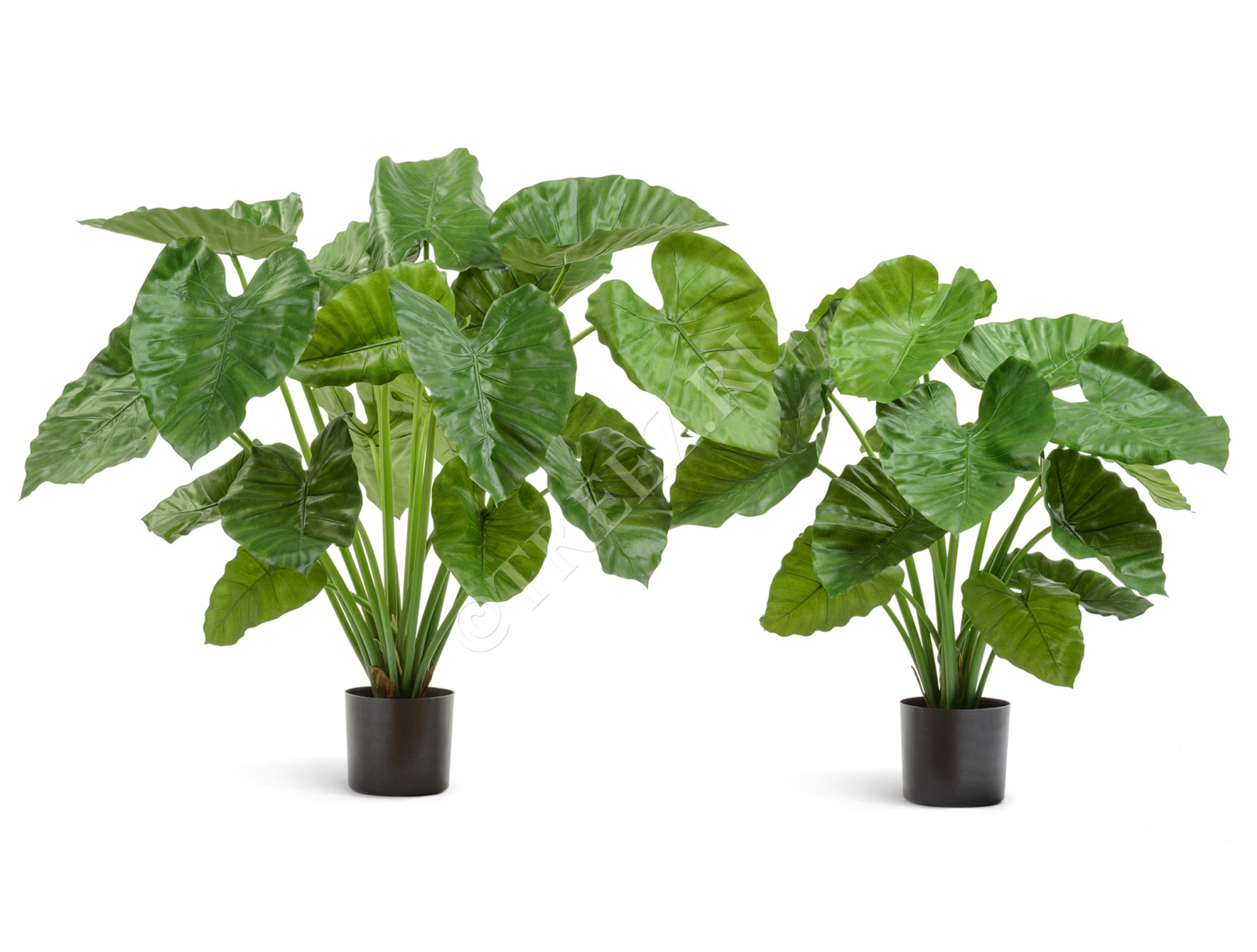 20.55502N Алоказия Калидора куст Цветочная коллекция  - Вид №1