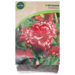 Бегония Geolia «Marmorata», 4х5 см