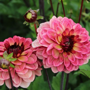 83783711 Георгина декоративная Крем Де Коньяк луковица I