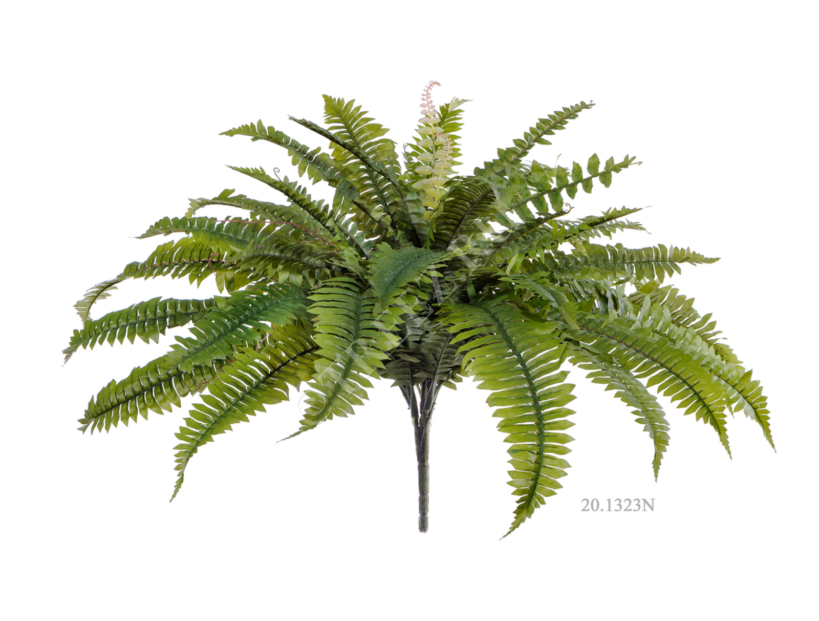 20.1323N Папоротник Бостон Цветочная коллекция  - Вид №4