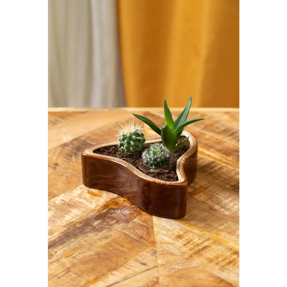 Santreyd: Композиция кактусов для интерьера и защиты от излучения 13974138 STLM-0004092 - Вид №3