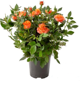 Роза Спрей Santreyd - саженец с красными цветами для сада и срезки 85324120