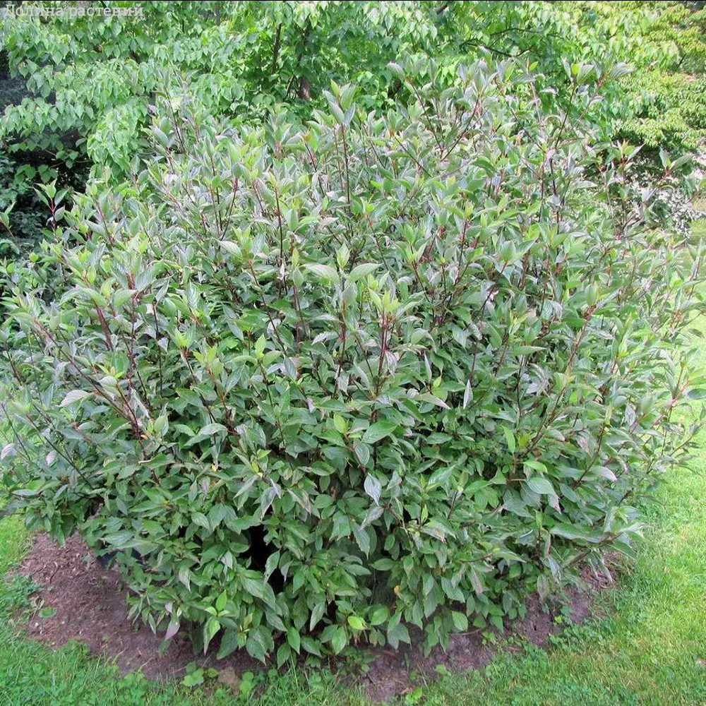 Дерен белый Кесселринги ø15 h35 см PLANTMARKET STLM-2169744