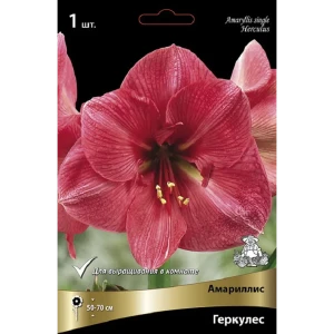 Амариллис простой Геркулес 89452193 STLM-2145839