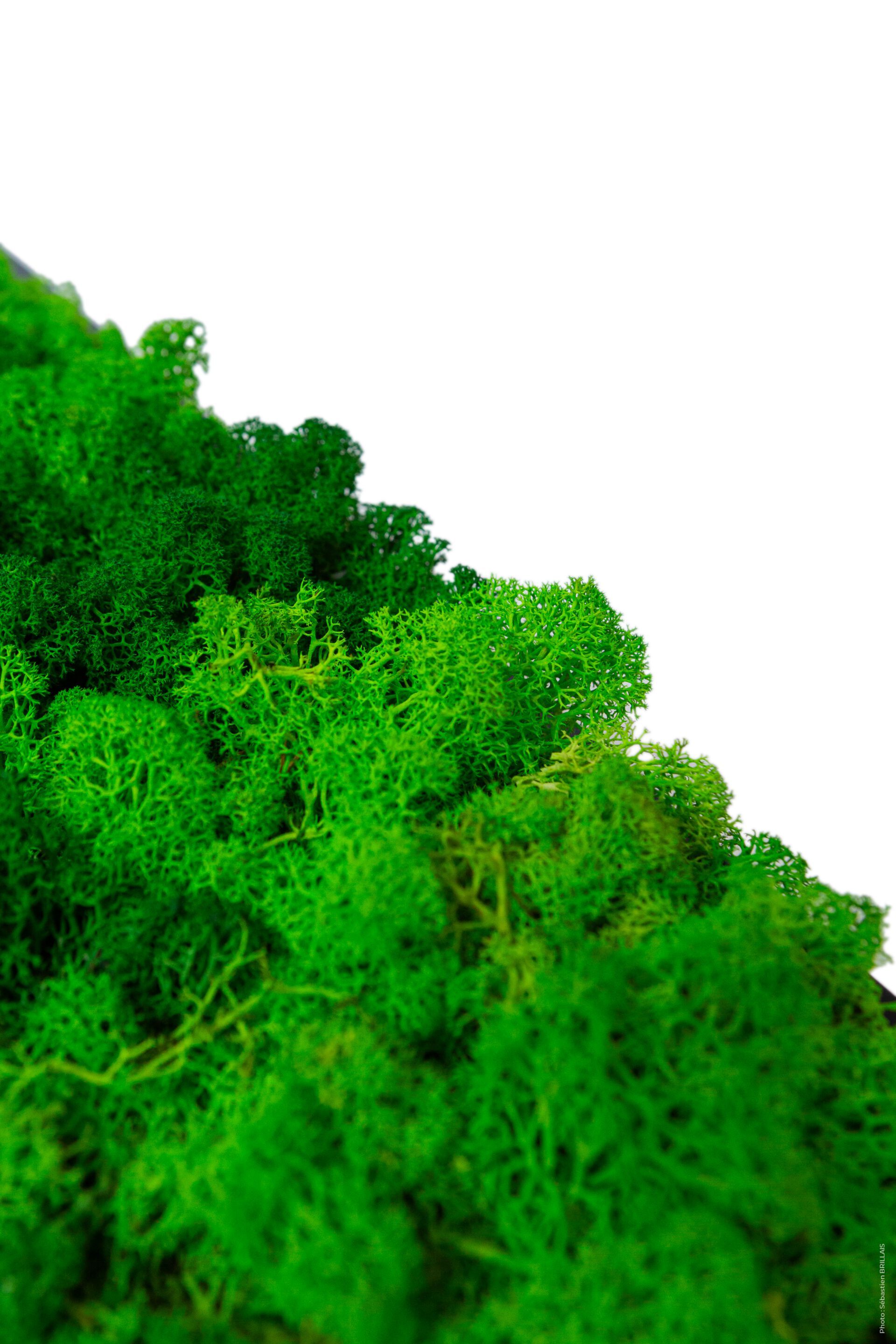 Растительная картина в лишайниках Tecsound PureKustik ARCH-00116004 - Вид №3