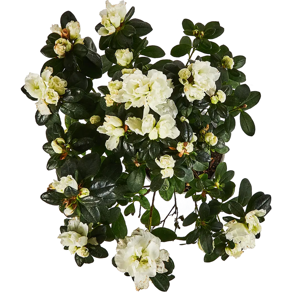 Santreyd Азалия микс - вечнозеленый кустарник с красными махровыми цветами 89352848 STLM-0949706 - Вид №3