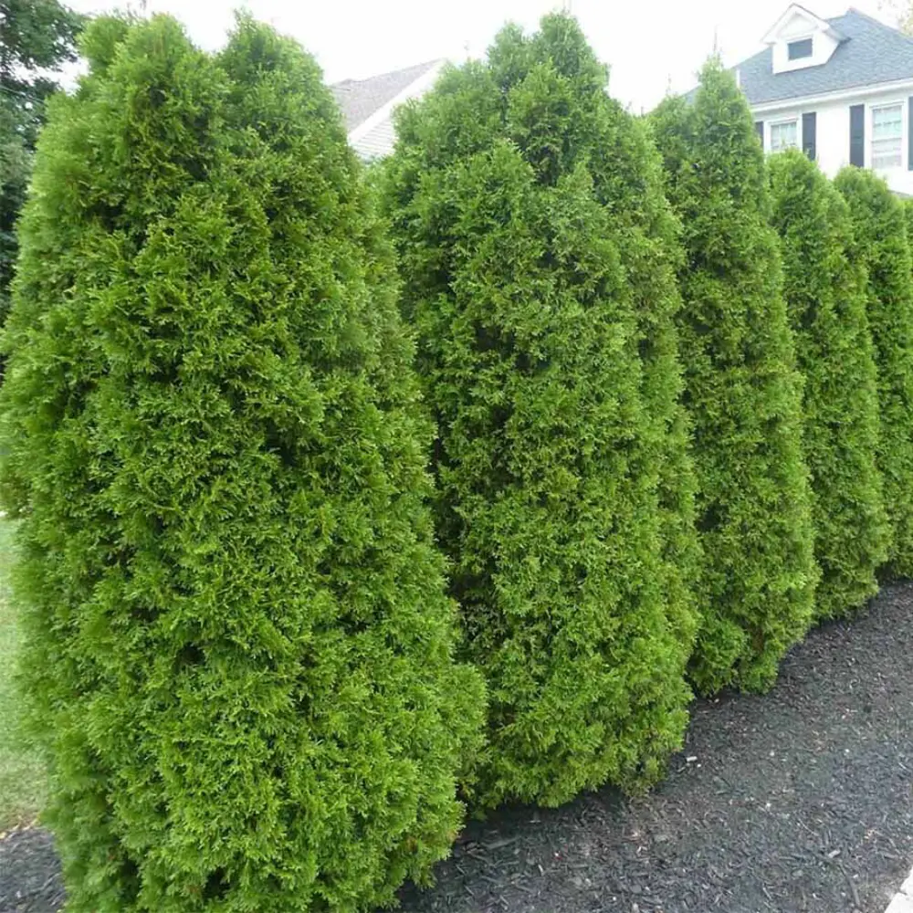 Туя западная Брабант ø40 h100 см PLANTMARKET STLM-2200683
