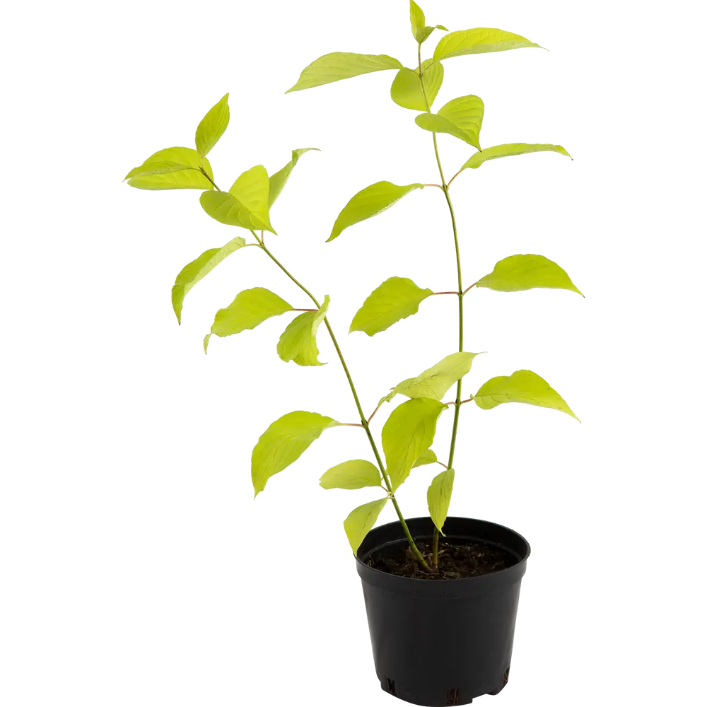 Дерен белый «Ауреа» C1.5 82174047 STLM-2023319 PLANTMARKET 