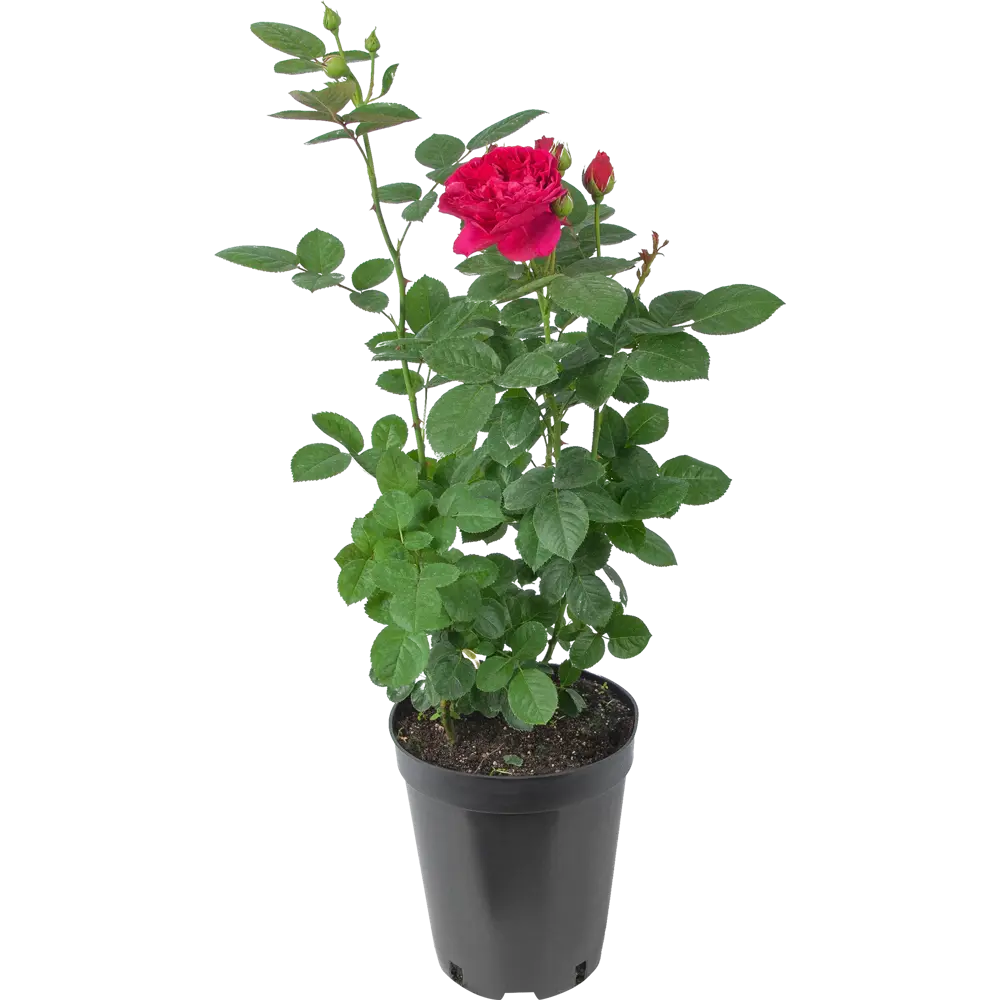 Роза чайно-гибридная в ассортименте D25 см 60 см 84994674 STLM-2163760 Santreyd 