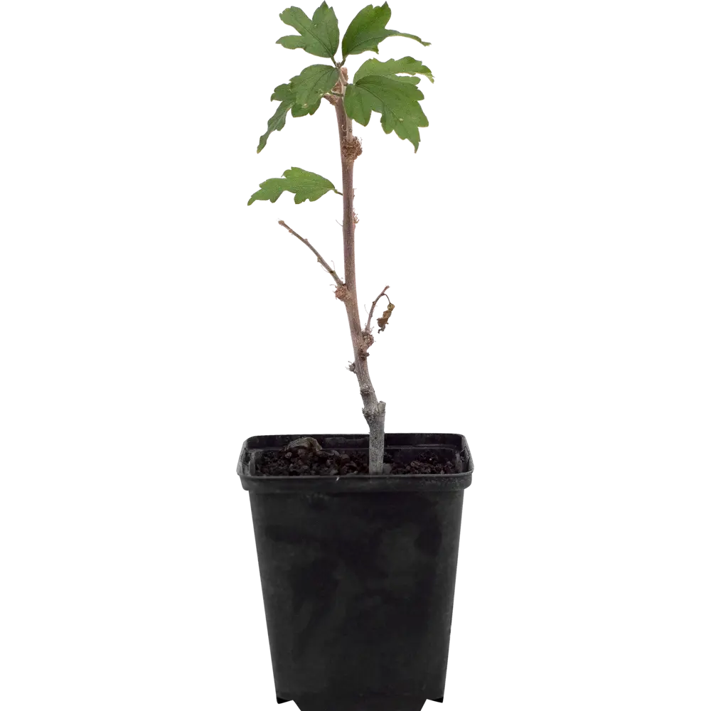 Гибискус сирийский Блю Чиффон, P9 Santreyd STLM-2175890 - Вид №1