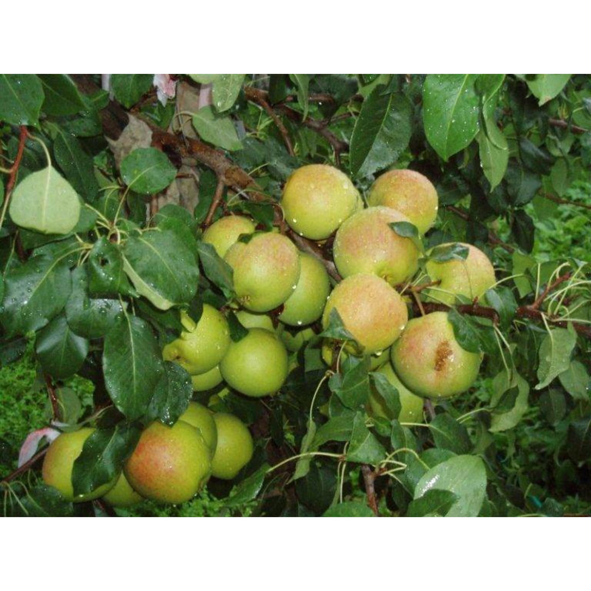 82601717 Груша «Отрадненская» 3-5 л высота 100 см Santreyd  - Вид №1