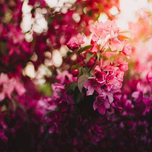 WP01796 Фотообои Verol Фотообои decoline 1х1 м